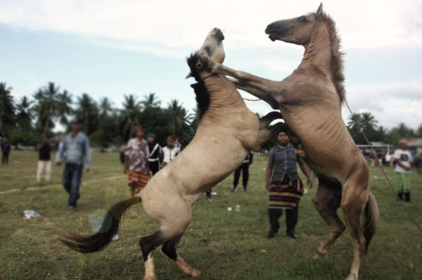 Kuda Berkelahi Tradisi dan Budaya Di Muna Barat